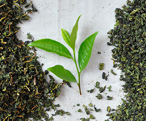 Thé oolong